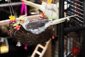 A bird. do whatever it takes to prepare for moving across the state with exotic pets just to make sure your beloved animal is safe during transport.