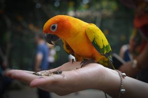 Parrot.