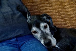 A person with an old dog symbolizing how to prepare your senior pet for relocation
