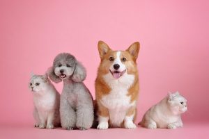 Dogs and cats.